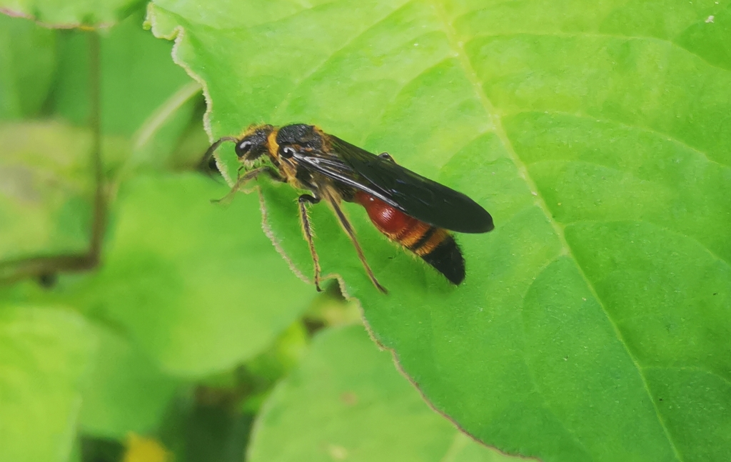 Krombeinidia
