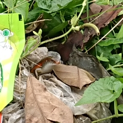 Eutropis multifasciata