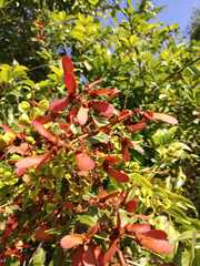 Heteropterys brachiata