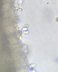 Pseudolaccaria pachyphylla