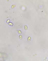 Pseudolaccaria pachyphylla