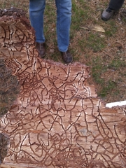 Dendroctonus frontalis