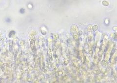 Pseudolaccaria pachyphylla