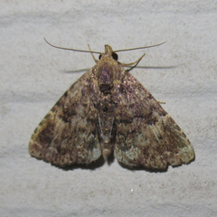 Metalectra miserulata