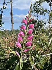 Gladiolus × hortulanus