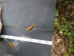 Carex vulpinoidea