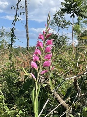 Gladiolus × hortulanus