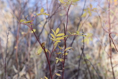Rosa nitida