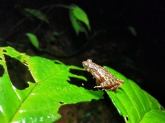 Leptophryne javanica