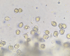 Entoloma cystomarginatum