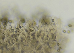 Entoloma cystomarginatum