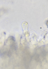 Entoloma cystomarginatum