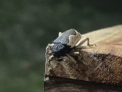 Elytrocoptus lemniscatus