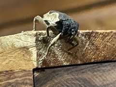 Elytrocoptus lemniscatus