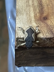 Elytrocoptus lemniscatus