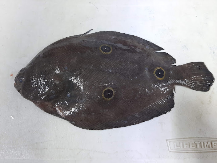 Three-eye flounder (Ancylopsetta dilecta) — Paralichthyidae