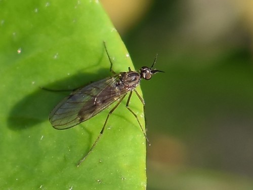 Sylvicola punctatus, Groesbeek, Nederland, photo 10 of 10