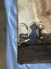 Elytrocoptus lemniscatus