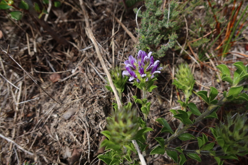 Image of Peninsula Dottypea (Psoralea fruticans) by (c) Diana Studer, some rights reserved (CC BY)