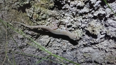 Hemidactylus frenatus