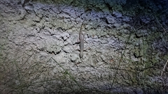 Hemidactylus frenatus