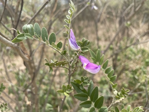 Cork Bush