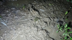 Fejervarya limnocharis