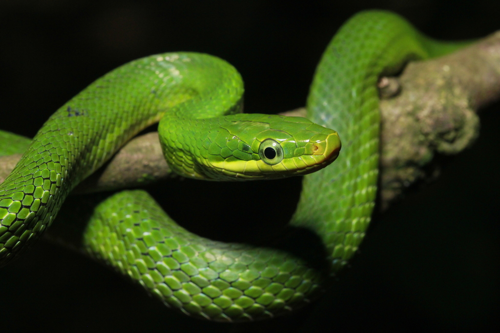Blue-Eyed Bush Rat Snake