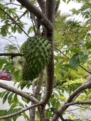 Annona muricata