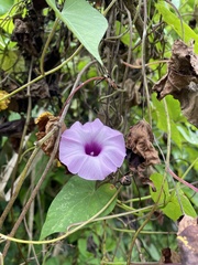 Ipomoea tiliacea