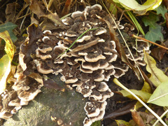 Trametes versicolor