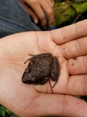 Craugastor laevissimus