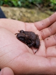 Craugastor laevissimus