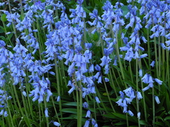 Hyacinthoides