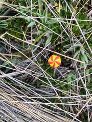 Gentianella hirculus