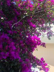 Bougainvillea glabra