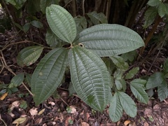 Miconia prasina