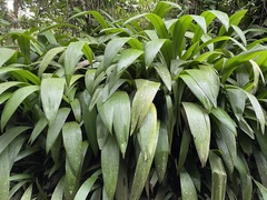 Molineria capitulata