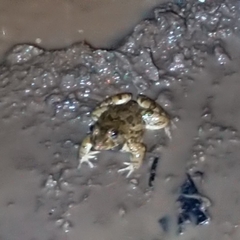 Fejervarya limnocharis