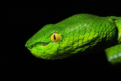 Gumprecht's Green Pitviper photo 1