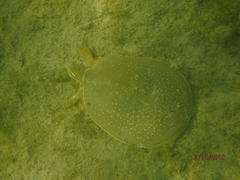 Apalone spinifera guadalupensis