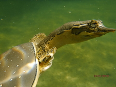 Apalone spinifera guadalupensis