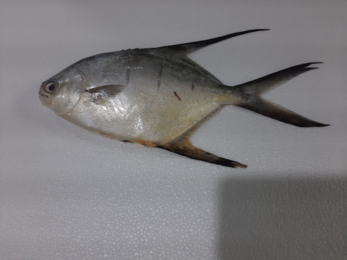 Banner pompano (Trachinotus goodei) — Carangidae — 3