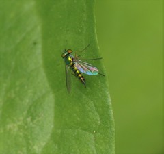 Condylostylus flavipes