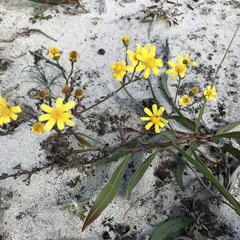 Senecio abruptus