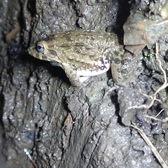 Fejervarya cancrivora