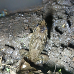 Fejervarya cancrivora