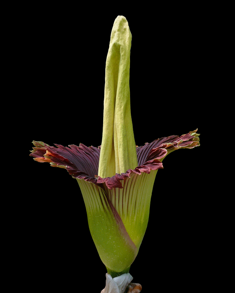 Amorphophallus