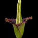 Amorphophallus - Photo (c) James Gaither, some rights reserved (CC BY-NC-ND)