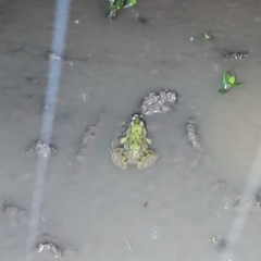 Fejervarya limnocharis